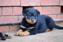 Puppies for sale rottweiler - Luxembourg, Luxembourg