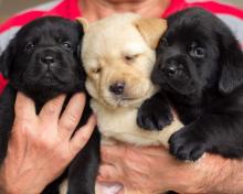 Puppies for sale labrador - Cyprus, Limassol