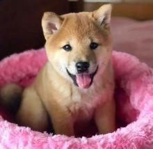 Puppies for sale other breed, shiba inu - Ireland, Dublin