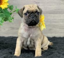 Puppies for sale pug - United Kingdom, Sunderland