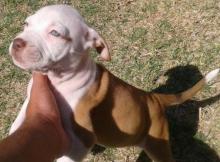 Puppies for sale american pit-bull terrier - Latvia, Dobele