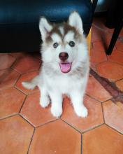 Puppies for sale , siberian husky - Slovenia, Maribor