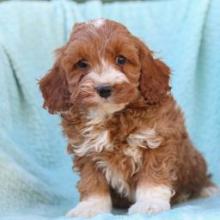 Puppies for sale , cockapoo - Austria, Graz