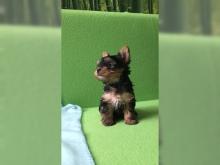 Puppies for sale yorkshire terrier - Hungary, Gyor