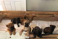 Puppies for sale bullmastiff - Cyprus, Limassol