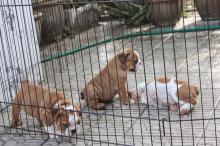 Puppies for sale english bulldog - Cyprus, Limassol