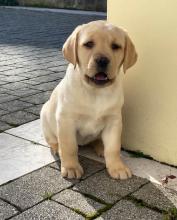 Puppies for sale labrador retriever - Italy, Milan