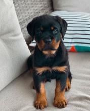 Puppies for sale rottweiler - Ireland, Dublin