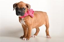Puppies for sale , boxer puppies - Cyprus, Limassol