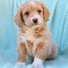 Puppies for sale , cockapoo - Canada, Quebec, Quebec City