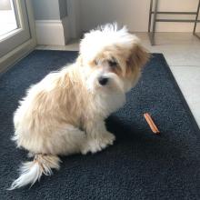 Puppies for sale havanese - Belarus, Vitebsk