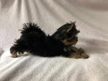 Puppies for sale yorkshire terrier - Hungary, NyГ­regyhГЎza