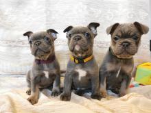 Puppies for sale french bulldog - Greece, Athens