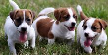 Puppies for sale jack russell terrier - Slovakia, Dobrzhish