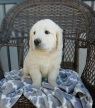 Puppies for sale golden retriever - Spain, Valladolid