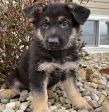 Puppies for sale german shepherd dog - Ireland, Dublin