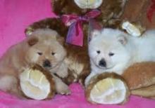 Puppies for sale chow chow - Cyprus, Protaras