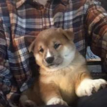 Puppies for sale , shiba inu - Canada, Ontario