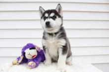 Puppies for sale haski - Azerbaijan, Sumgait