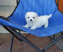 Puppies for sale maltese - Finland, Oulu