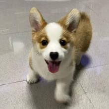 Puppies for sale , pembroke welsh corgi - Slovenia, Maribor