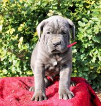 Puppies for sale italian corso dog - Denmark, Kopenagen