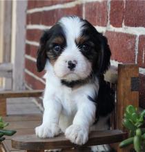 Puppies for sale ,  cavalier king charles puppies - Estonia, Pya