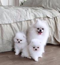 Puppies for sale pomeranian spitz - Ireland, Dublin