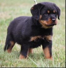 Puppies for sale rottweiler - Latvia, Limbazhi