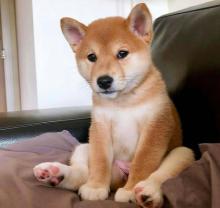 Puppies for sale other breed, shiba inu - Ireland, Kildare