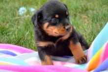 Puppies for sale rottweiler - Bulgaria, Sofia