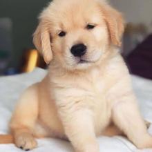 Puppies for sale golden retriever - Sweden, Esbjerg