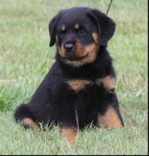 Puppies for sale rottweiler - Bulgaria, Sofia