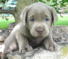 Puppies for sale labrador - Latvia, Balvi