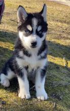 Puppies for sale , pomsky - Spain, Alicante