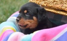 Puppies for sale rottweiler - Hungary, Pech