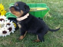 Puppies for sale rottweiler - Denmark, Aarhus