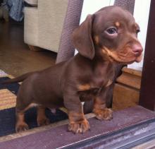 Puppies for sale dachshund - Hungary, KecskemГ©t