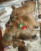 Puppies for sale french bulldog - Canada, Ontario, London