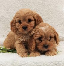 Продам щенка other breed, cavapoo puppies - Ireland, Cork