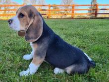 Puppies for sale beagle - Spain, Badalona. Price 10 €