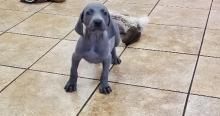 Puppies for sale weimaraner - United Kingdom, Glasgow. Price 18 €