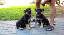 Puppies for sale east-european shepherd - Hungary, Budapest