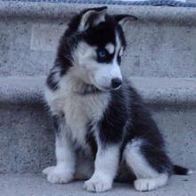 Puppies for sale , siberian husky - Canada, Alberta, Calgary