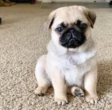 Puppies for sale pug - Ireland, Cork