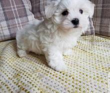 Puppies for sale maltese - Ireland, lusk