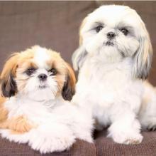 Puppies for sale shih tzu - Germany, Aihvald