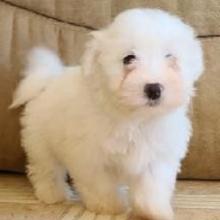 Puppies for sale maltese - Canada, British Columbia, Victoria