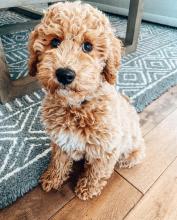 Puppies for sale toy-poodle - Ireland, Cork