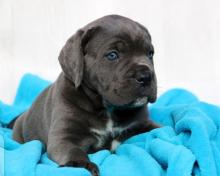 Puppies for sale other breed, cane corso - Ireland, Belfast